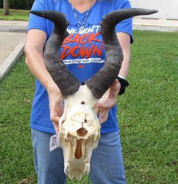 Red Hartebeest Skull with 19 and 19-1/4 inches Horns <font color=red> B-Grade </font>  for $64.99