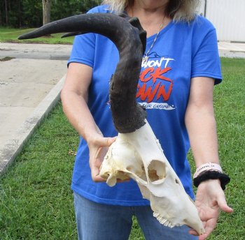 Red Hartebeest Skull with 19 and 19-1/4 inches Horns <font color=red> B-Grade </font>  for $64.99