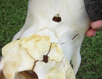 Red Hartebeest Skull with 19 and 19-1/4 inches Horns <font color=red> B-Grade </font>  for $64.99