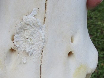 Red Hartebeest Skull with 19 and 19-1/4 inches Horns <font color=red> B-Grade </font>  for $64.99