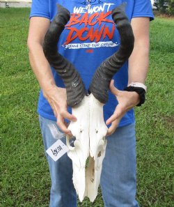 Red Hartebeest Skull <font color=red> Grade B</font> with 20-1/2 and 21 inches Horns for $64.99