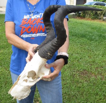 Red Hartebeest Skull <font color=red> Grade B</font> with 20-1/2 and 21 inches Horns for $64.99