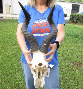 Red Hartebeest Skull <font color=red> Grade B</font> with 20-1/2 and 21 inches Horns for $64.99