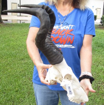 Red Hartebeest Skull <font color=red> Grade B</font> with 20-1/2 and 21 inches Horns for $64.99