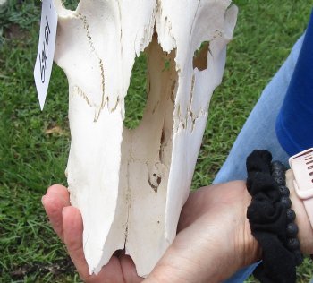 Red Hartebeest Skull <font color=red> Grade B</font> with 20-1/2 and 21 inches Horns for $64.99