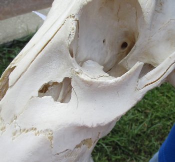 Red Hartebeest Skull <font color=red> Grade B</font> with 20-1/2 and 21 inches Horns for $64.99