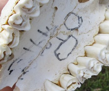 Red Hartebeest Skull <font color=red> Grade B</font> with 20-1/2 and 21 inches Horns for $64.99