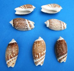 Olive Gibbosa Shells <font color=red> Wholesale</font> 1-1/2 to 2 inches - Case: 20 kilos @ $6 a kilo