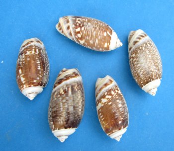 Olive Gibbosa Shells 2 to 2-1/2 inches - $$12.00 a kilo; 3 kilos @ 10.80 a kilo
