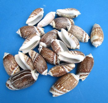 Olive Gibbosa Shells <font color=red> Wholesale</font> 2 to 2-1/2 inches - Case: 20 kilos @ $6.75 a kilo