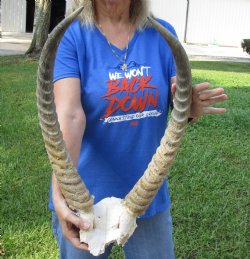 African Waterbuck Skull Plate, Cap with 22-1/2 and 23 inches Horns for $99.99 