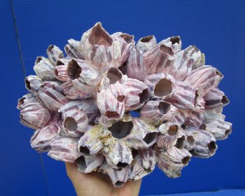 10-1/4 x 7-1/4 inches Large Purple Barnacle Cluster for Sale for $19.99