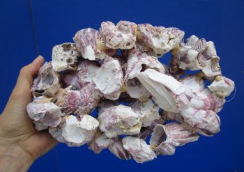 10-1/4 x 7-1/4 inches Large Purple Barnacle Cluster for Sale for $19.99
