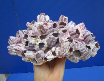 10-1/4 x 7-1/4 inches Large Purple Barnacle Cluster for Sale for $19.99