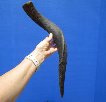 Authentic Kudu Horn 23-1/2 inches (19 inches Straight) for $39.99