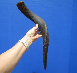 Authentic Kudu Horn 23-1/2 inches (19 inches Straight) for $39.99