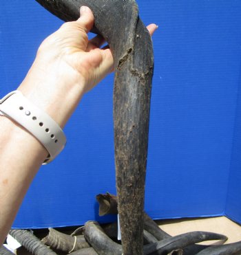 Authentic Kudu Horn 23-1/2 inches (19 inches Straight) for $39.99