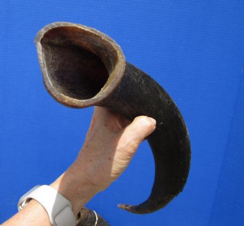 Authentic Kudu Horn 23-1/2 inches (19 inches Straight) for $39.99