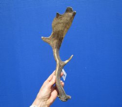 Single Fallow Deer Antler for Sale 14-1/2 Inches Tall, 6 inches Wide for $29.99