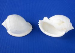 3 inches White Bonnet Shells - 10 @ $1.00 each 