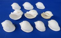3 inches White Bonnet Shells - 10 @ $1.00 each 