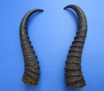 10 and 9-1/4 inches Male Springbok Horns (1 left, 1 right) for $12.50 each