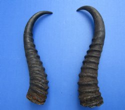 10 and 9-1/4 inches Male Springbok Horns (1 left, 1 right) for $12.50 each