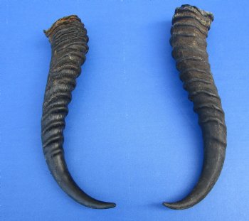 10 and 9-1/4 inches Male Springbok Horns (1 left, 1 right) for $12.50 each