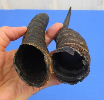 10 and 9-1/4 inches Male Springbok Horns (1 left, 1 right) for $12.50 each