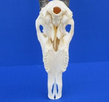 Authentic Blesbok Skull with 14 inches Horns for $79.99