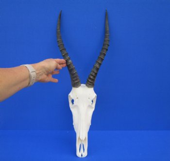 Authentic Blesbok Skull with 14 inches Horns for $79.99