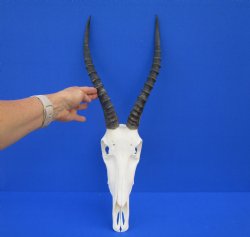 Authentic Blesbok Skull with 14 inches Horns for $79.99