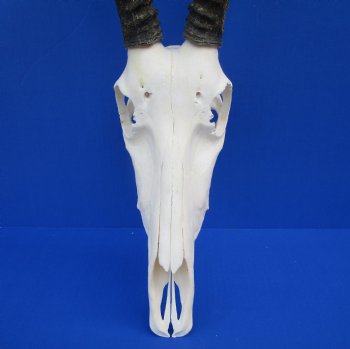 Authentic Blesbok Skull with 14 inches Horns for $79.99