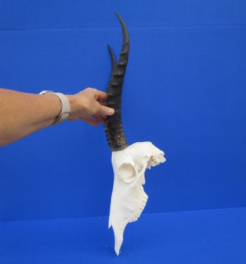 Authentic Blesbok Skull with 14 inches Horns for $79.99