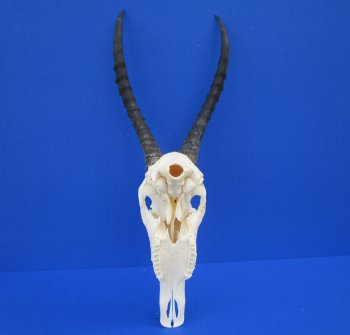 Authentic Blesbok Skull with 14 inches Horns for $79.99