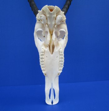 Authentic Blesbok Skull with 14 inches Horns for $79.99