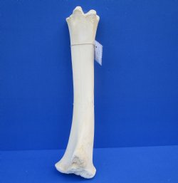 19-3/4 inches Authentic African Giraffe Tibia Leg Bone for $99.99