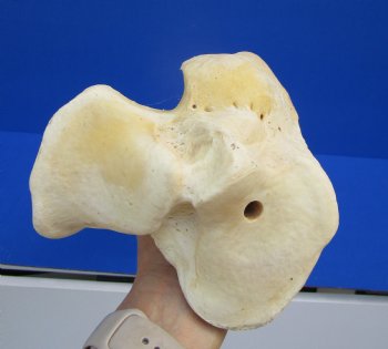 24 inches Real Giraffe Tibia Leg Bone for $99.99