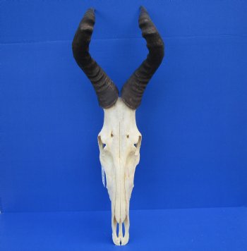 Authentic Male Red Hartebeest Skull with 19 and 20 inches Horns for $99.99 <font color=red> Nice Skull - Has Discoloration</font> (SHIPS UPS ONLY)