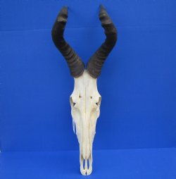 Authentic Male Red Hartebeest Skull with 19 and 20 inches Horns for $99.99 <font color=red> Nice Skull - Has Discoloration</font> (SHIPS UPS ONLY)