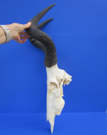 Authentic Male Red Hartebeest Skull with 19 and 20 inches Horns for $99.99 <font color=red> Nice Skull - Has Discoloration</font> (SHIPS UPS ONLY)