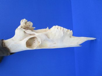 Authentic Male Red Hartebeest Skull with 19 and 20 inches Horns for $99.99 <font color=red> Nice Skull - Has Discoloration</font> (SHIPS UPS ONLY)