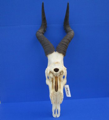 Authentic Male Red Hartebeest Skull with 19 and 20 inches Horns for $99.99 <font color=red> Nice Skull - Has Discoloration</font> (SHIPS UPS ONLY)
