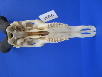 Authentic Male Red Hartebeest Skull with 19 and 20 inches Horns for $99.99 <font color=red> Nice Skull - Has Discoloration</font> (SHIPS UPS ONLY)
