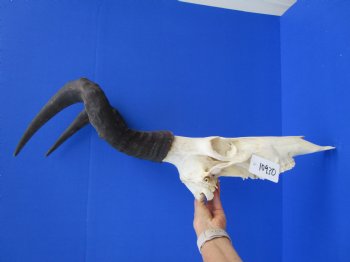 Authentic Male Red Hartebeest Skull with 19 and 20 inches Horns for $99.99 <font color=red> Nice Skull - Has Discoloration</font> (SHIPS UPS ONLY)