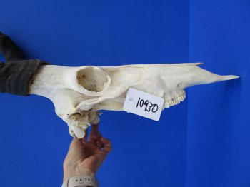 Authentic Male Red Hartebeest Skull with 19 and 20 inches Horns for $99.99 <font color=red> Nice Skull - Has Discoloration</font> (SHIPS UPS ONLY)