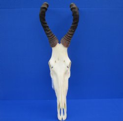 Female Red Hartebeest Skull with 16 inches horns <font color=red> Grade A</font> for $109.99 (SHIPS UPS ONLY)