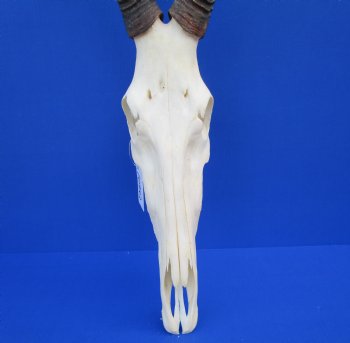 Female Red Hartebeest Skull with 16 inches horns <font color=red> Grade A</font> for $109.99 (SHIPS UPS ONLY)