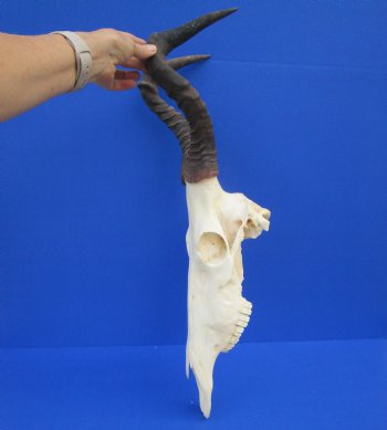 Female Red Hartebeest Skull with 16 inches horns <font color=red> Grade A</font> for $109.99 (SHIPS UPS ONLY)