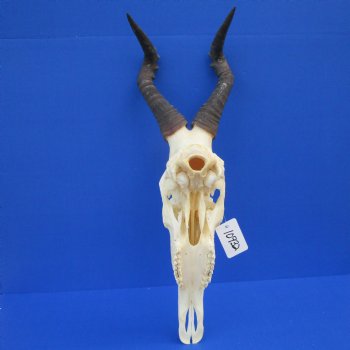 Female Red Hartebeest Skull with 16 inches horns <font color=red> Grade A</font> for $109.99 (SHIPS UPS ONLY)